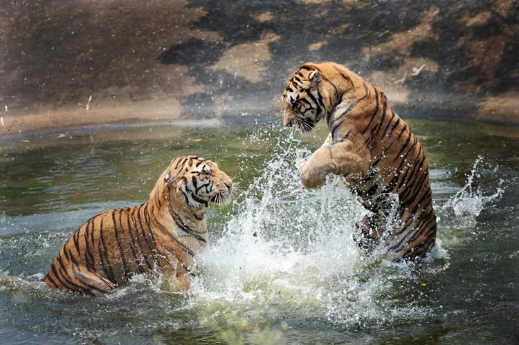 dyreopplevelser-t-tigers-play-in-the-water-copyrigth-shutterstock_58718725.jpg